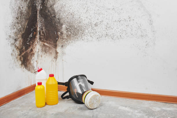 Attic Mold Removal in La Homa, TX