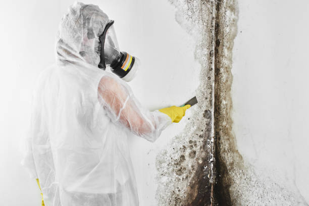 Best Mold Testing  in La Homa, TX