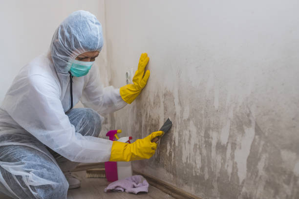 Best Residential Mold Removal  in La Homa, TX