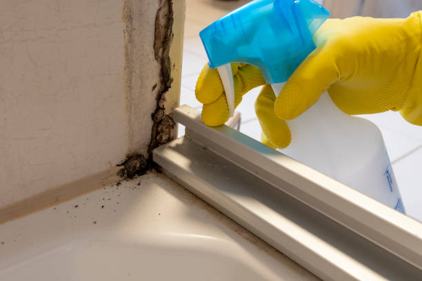 Best Black Mold Removal  in La Homa, TX