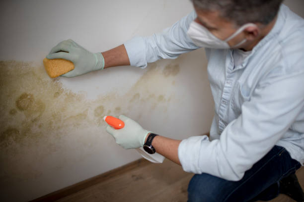Best Mold Cleaning Services  in La Homa, TX