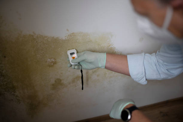 Best Mold Cleaning Services  in La Homa, TX