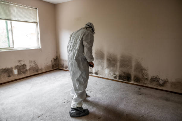 Best Emergency Mold Removal  in La Homa, TX