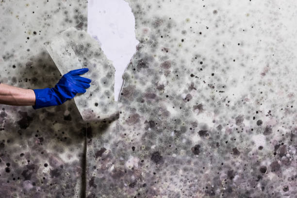 Best Office Mold Removal Services  in La Homa, TX