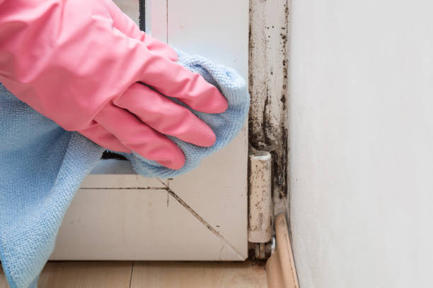 Best Attic Mold Removal  in La Homa, TX