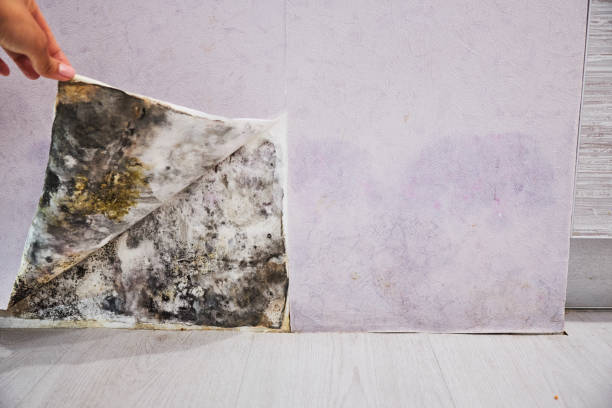 Mold Testing and Removal in La Homa, TX